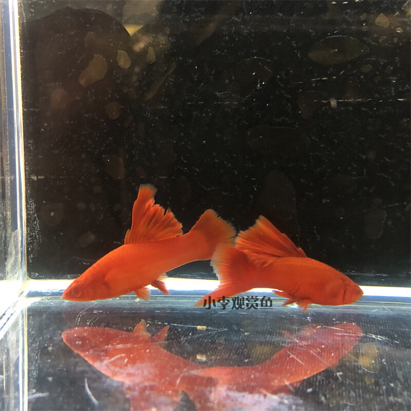 高帆红剑鱼双尾燕尾高鳍红箭鱼热带孔雀凤尾鱼发财观赏小型鱼活体精选
