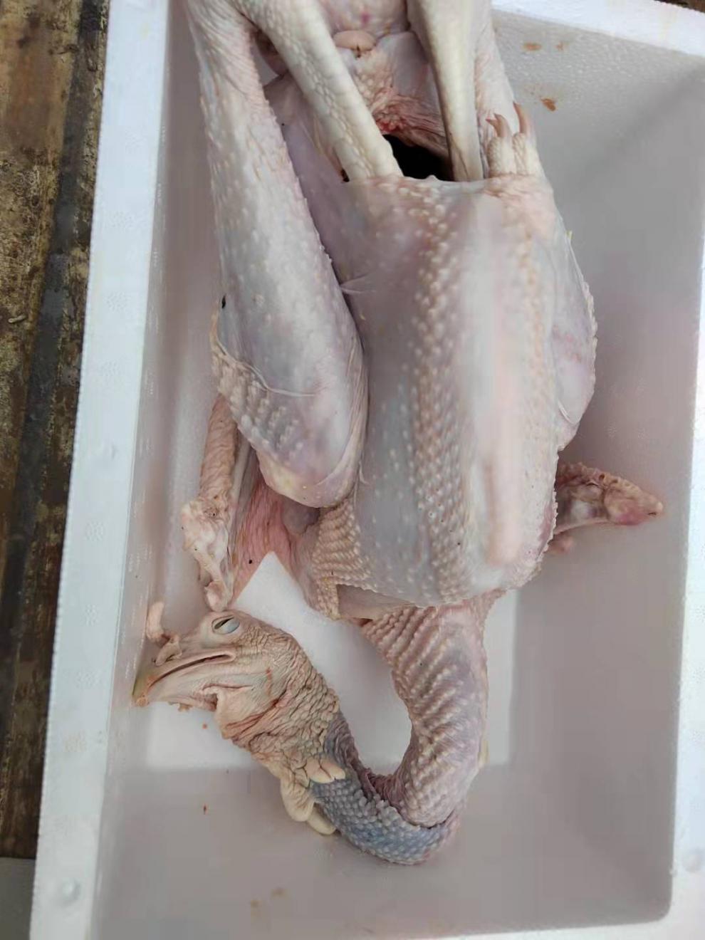 散养新鲜火鸡肉整只现杀6到11斤火鸡肉感恩火鸡圣诞火鸡非活体 火鸡肉