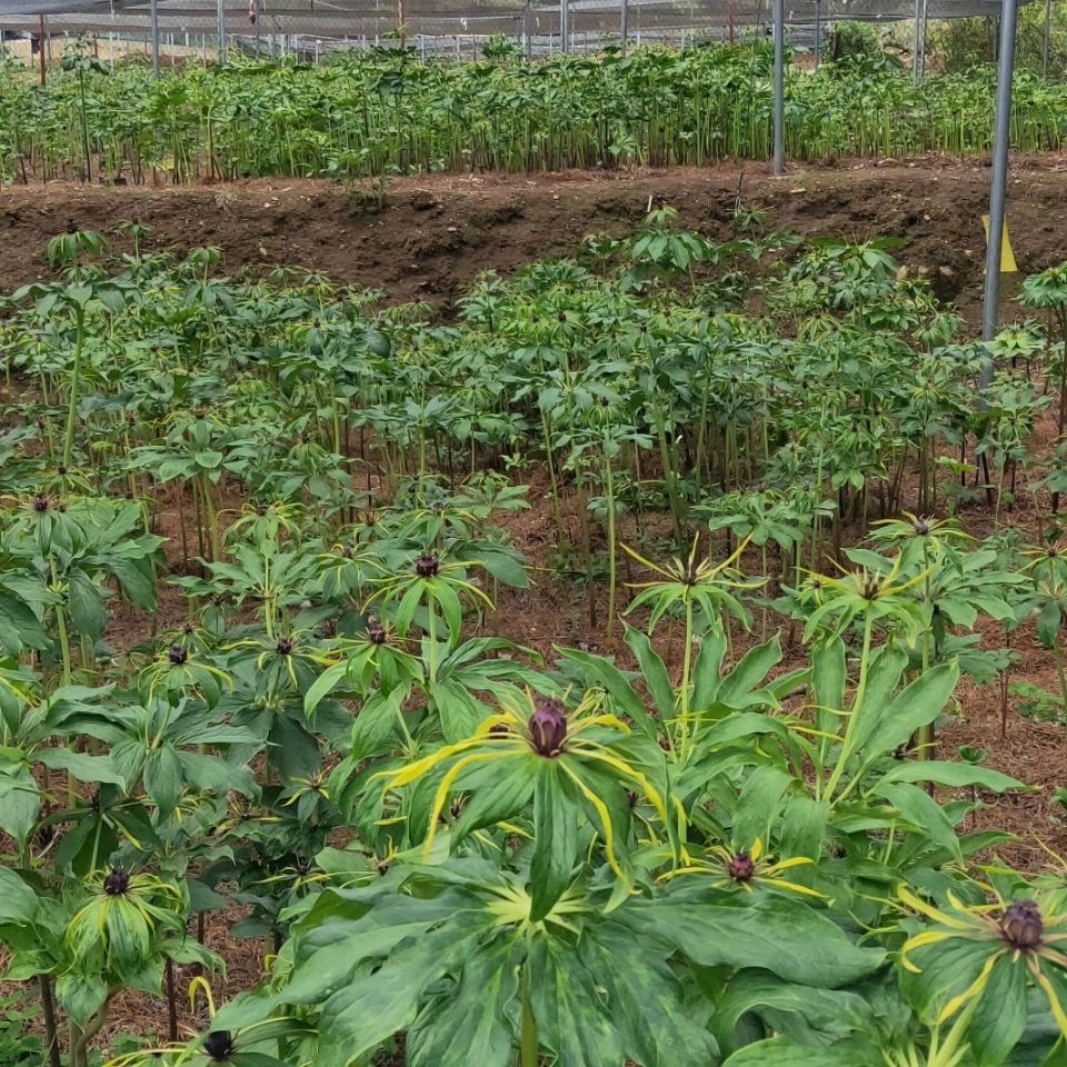 谏仰滇重楼苗 大叶高杆滇重楼苗 七叶一枝花 高杆大叶粉质重楼苗 3年