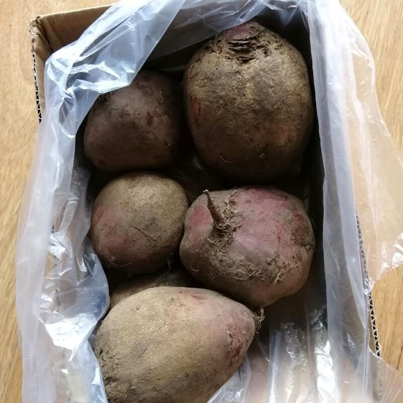 新鲜甜菜根15斤现挖现发红甜菜菜疙瘩菜卡通包榨汁酵素泡菜优质甜菜根