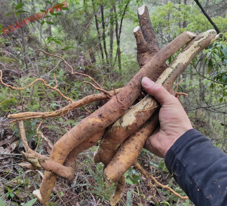 【精选好货】 野外生毛冬青根 根 细叶毛冬青 毛披树根 乌尾丁中药原
