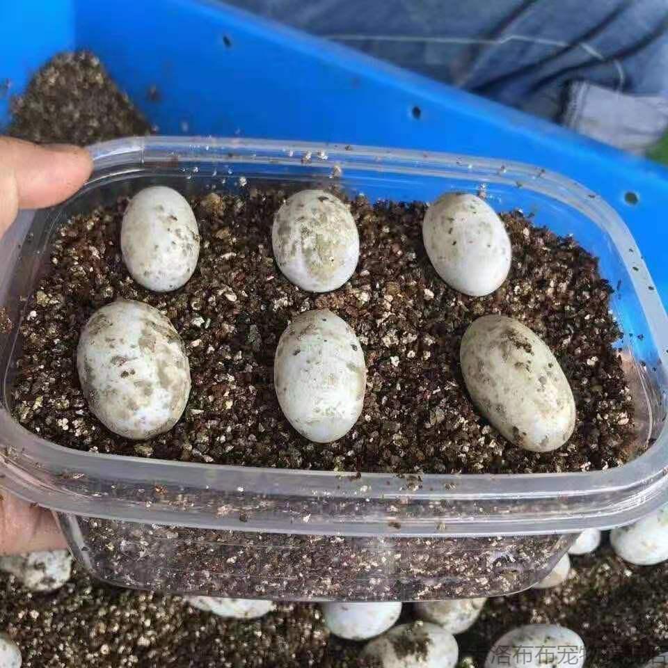可孵化乌龟蛋龟活体中华草龟墨龟活物巴西龟龟学生孵化蛋 草龟 1个