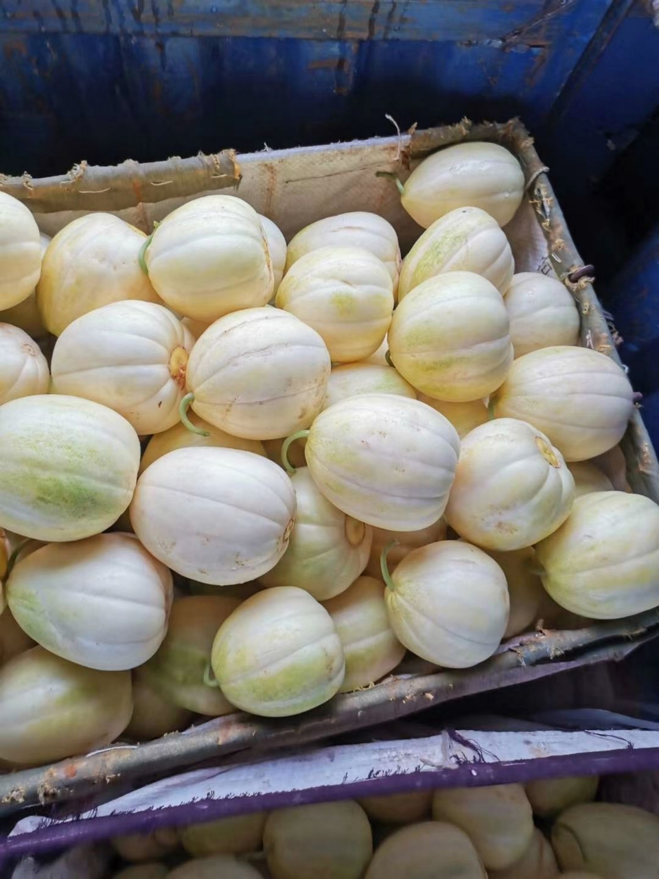 5折 东北甜香瓜白糖罐新鲜水果八里香农家脆甜口感家乡味道 五斤(白瓜