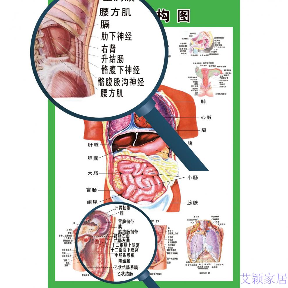 人體解剖彩色學骨骼結構圖神經肌肉五臟六腑淋巴示意解刨器官掛圖人體