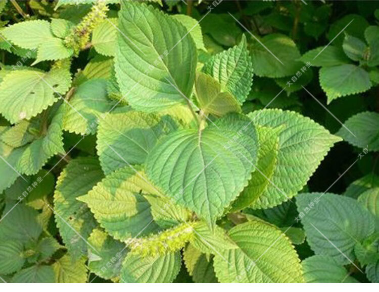 绿苏春秋四季阳台盆栽青菜籽大叶苏子籽野菜种孑 双色紫苏50克【图片