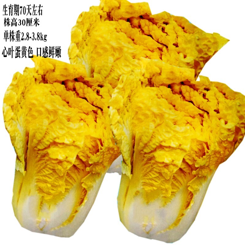 早熟高产抗病鸡蛋黄白菜种孑中狮黄心大白菜四季快菜种子蔬菜种籽青