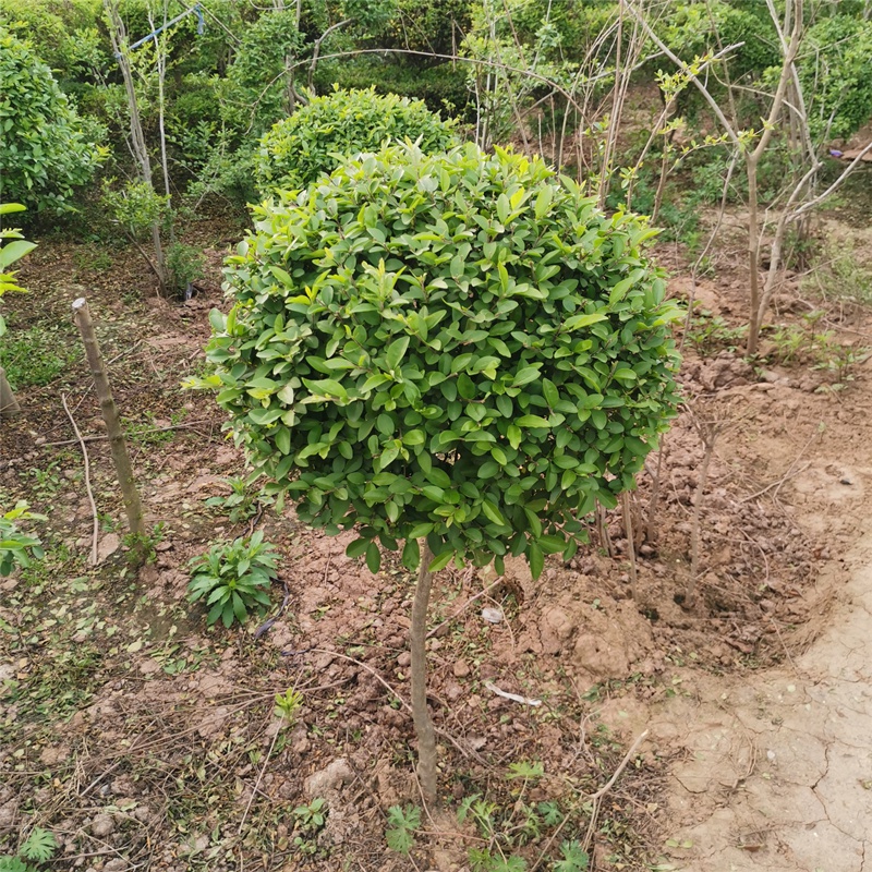 棒棒糖小叶女贞高杆造型树四季长青植物庭院小区别墅景观绿植树落地球