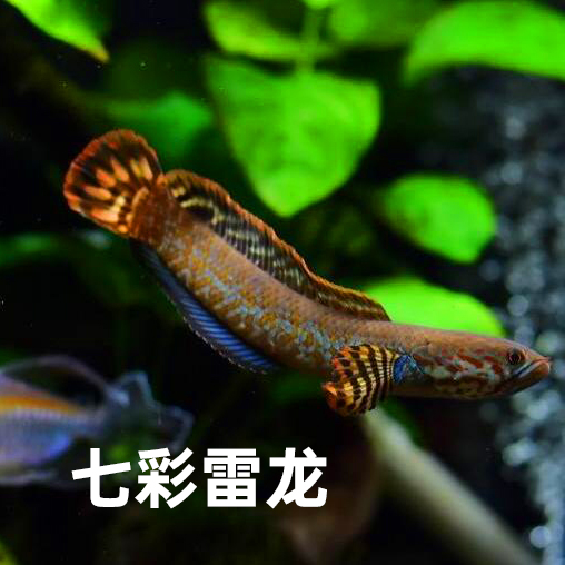 黃金雷龍魚苗 火背雷龍魚 奶茶雷龍 七彩雷龍 兇猛