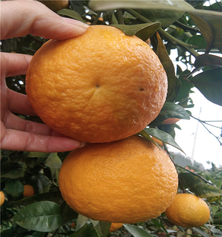臭皮柑湖北酸抛柑酸泡柑酸柑子孕妇水果苦柑子5斤整箱应季水果送礼特