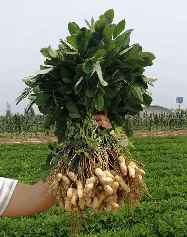 2021新货现挖新鲜湿花生带壳小花生农家自种生花生红皮沙土地花生现摘