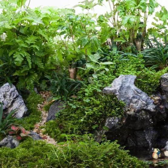 微景观瓶生态瓶水陆缸雨林缸造景植物鲜活植物网纹草盆景竹子菖蒲 -量