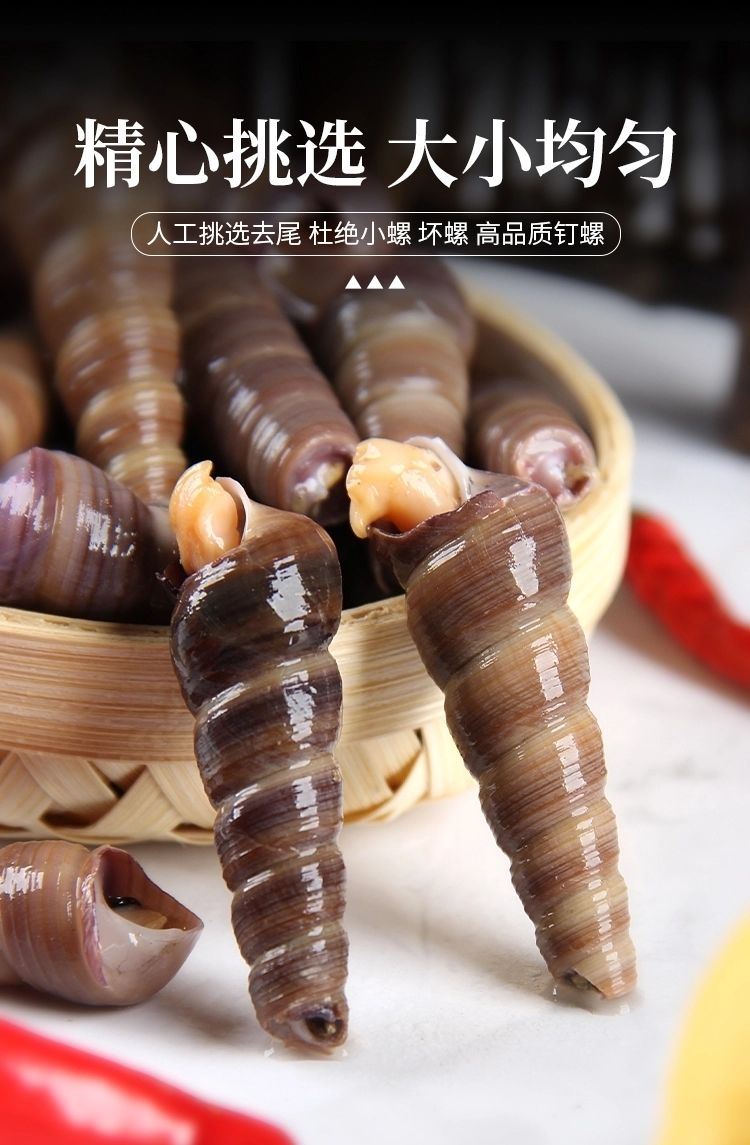 钉螺鲜活去尾免处理新鲜海螺丝钉螺海鲜水产海锥螺丁螺特大号去尾钉螺