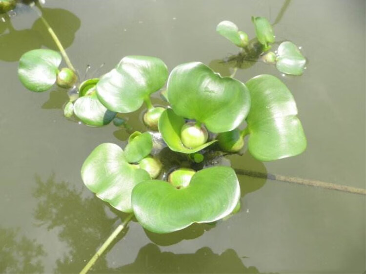 好活水生植物水葫芦凤眼蓝浮水植物繁殖迅速水葫芦苗5颗