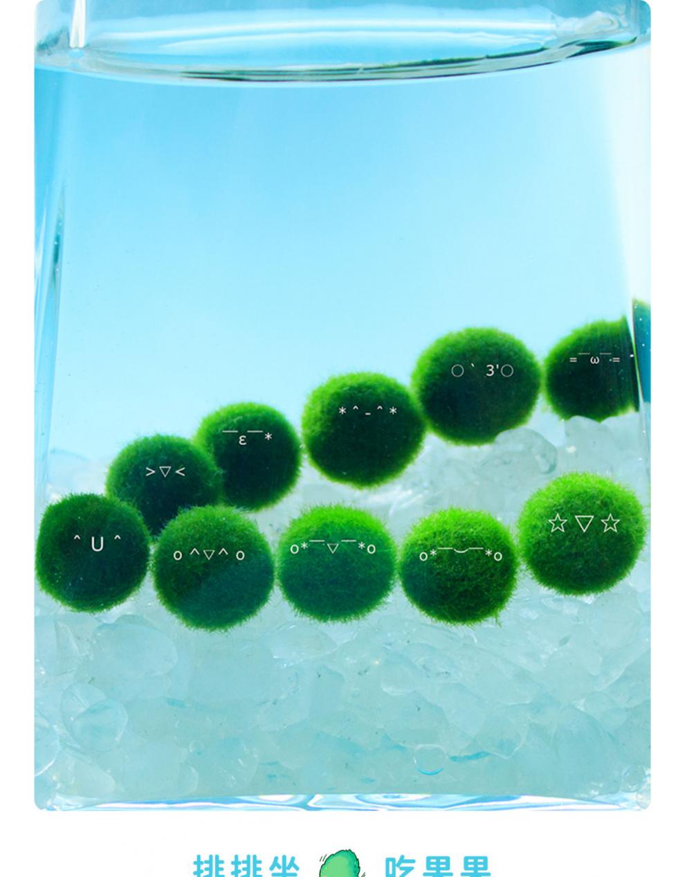 黎秋科marimo马里莫幸福球藻特别可爱水培萌宠海藻球炸毛君新奇植物1