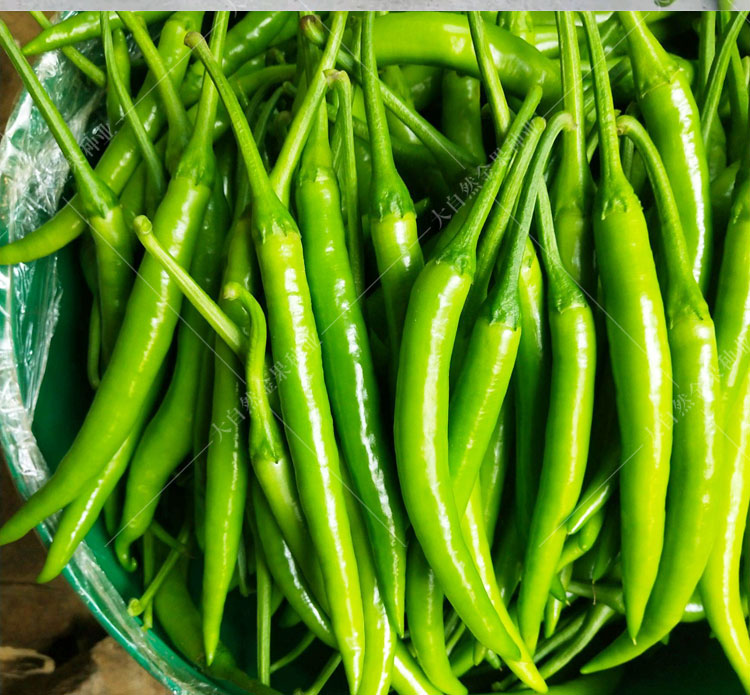 杭椒一号种子羊角辣椒秧苗子香辣线椒尖椒阳台春夏秋四季蔬菜种孑