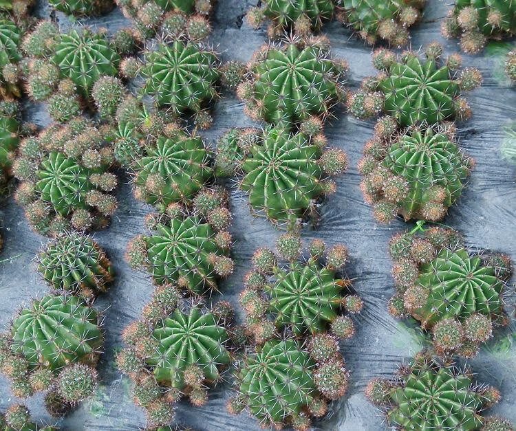 食用仙人球仙人球可仙人球可食用可以开花的仙人球天鹅蛋可草球食用