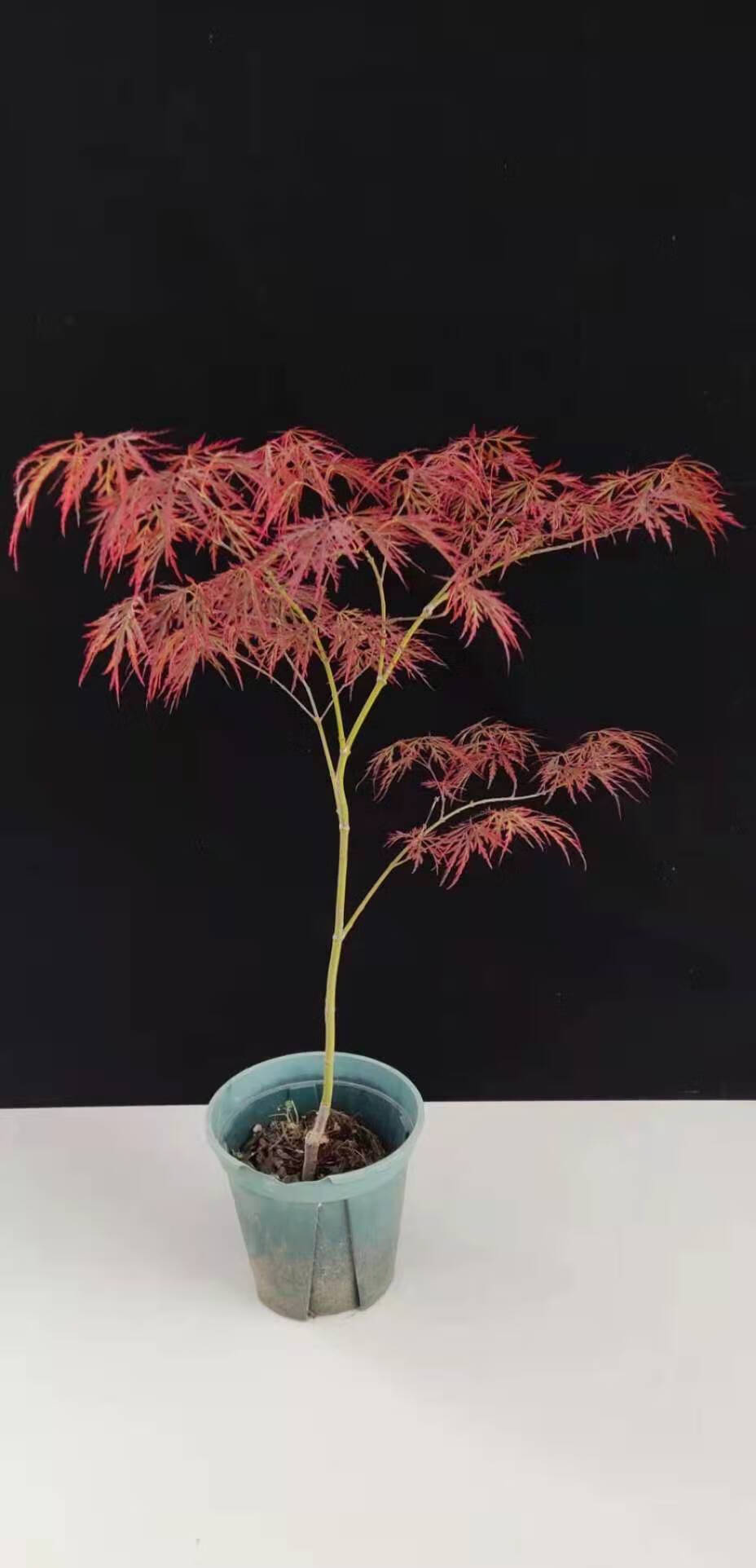 红枫流泉约旦老桩盆栽品种枫树庭院造景植物彩色黄金枫枫树小苗50cm试