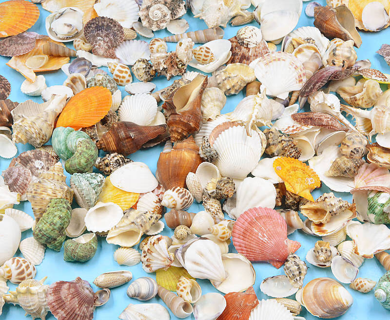 海螺幼儿园手工diy景观螺鱼缸造景装饰品装扮材料500g仙女螺260个左右