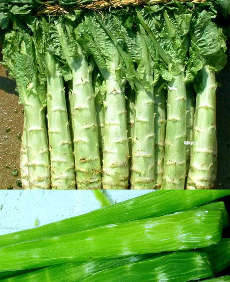 精品莴苣农家自种时令蔬菜现摘现发凤尾苣菜 净重5斤新鲜莴笋【图片