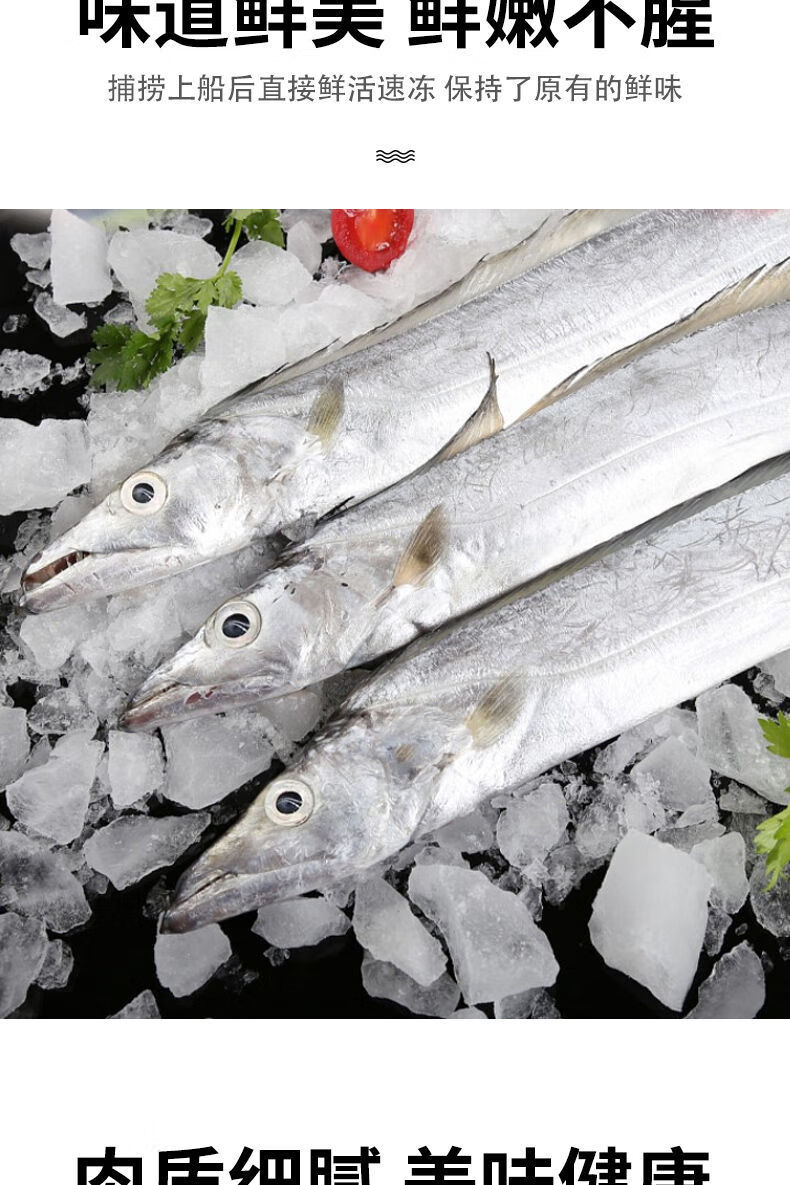 魃鲜整条特大带鱼新鲜带鱼刀鱼东海舟山小眼带鱼无冰 5斤中大15-16条/