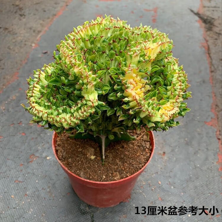 hqc 麒麟掌盆栽苗多肉植物嫁接玉麒麟室內綠植 彩麒麟高度原土定製 帶