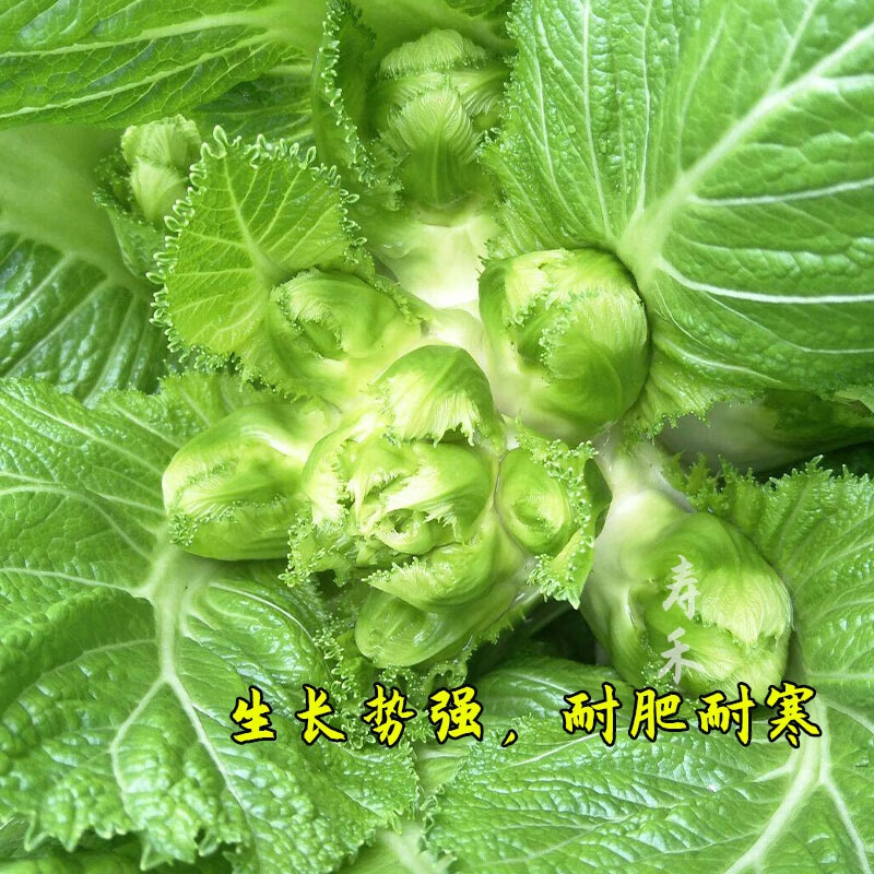 早熟菜種子寶寶娃娃菜抱子芥菜籽早熟秋季蔬菜種孑嫩脆兒菜原裝1包5g