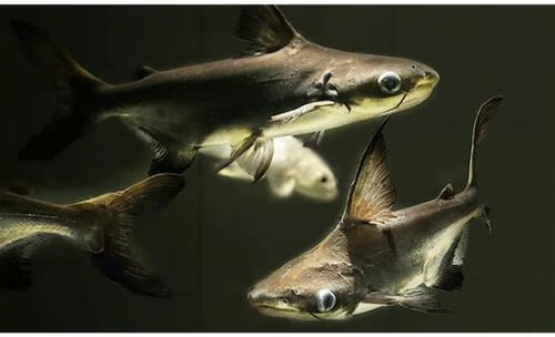 鱼大型虎头鲨大白鲨鱼成吉思汗鲨鱼龙鱼配鱼 18-20cm蓝鲨1条【图片