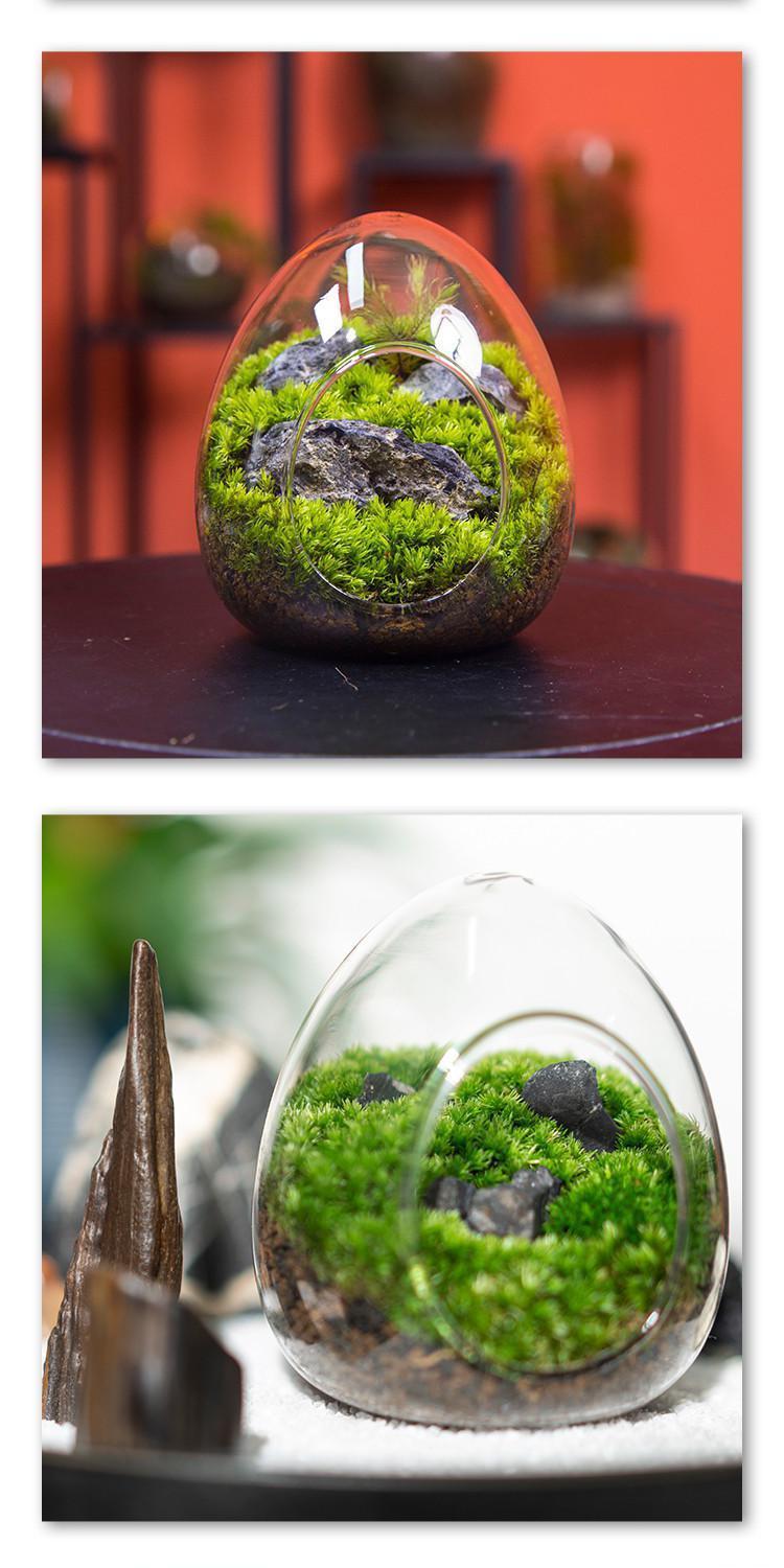 苔藓微景观微景观生态瓶苔藓植物办公室创意小盆景桌面办公桌绿植成品