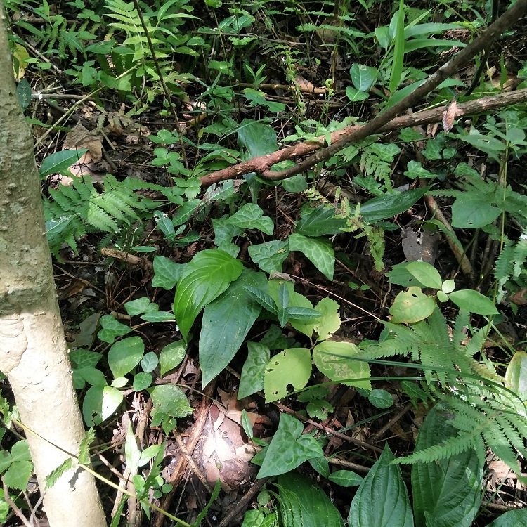 正宗新鲜现挖水田七屈头鸡现挖中草药500g深山土三七水田七水虾公 杞