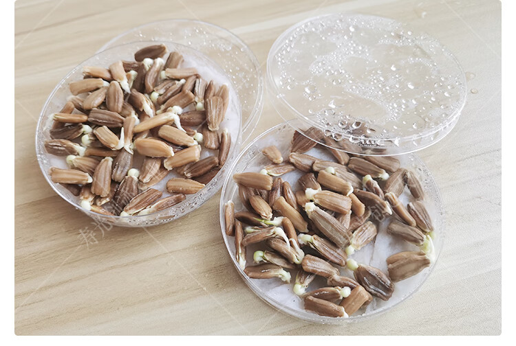 葫芦种子特小手捻葫芦农家菜园四季种植观赏花卉高产宝葫芦菜籽手捻小