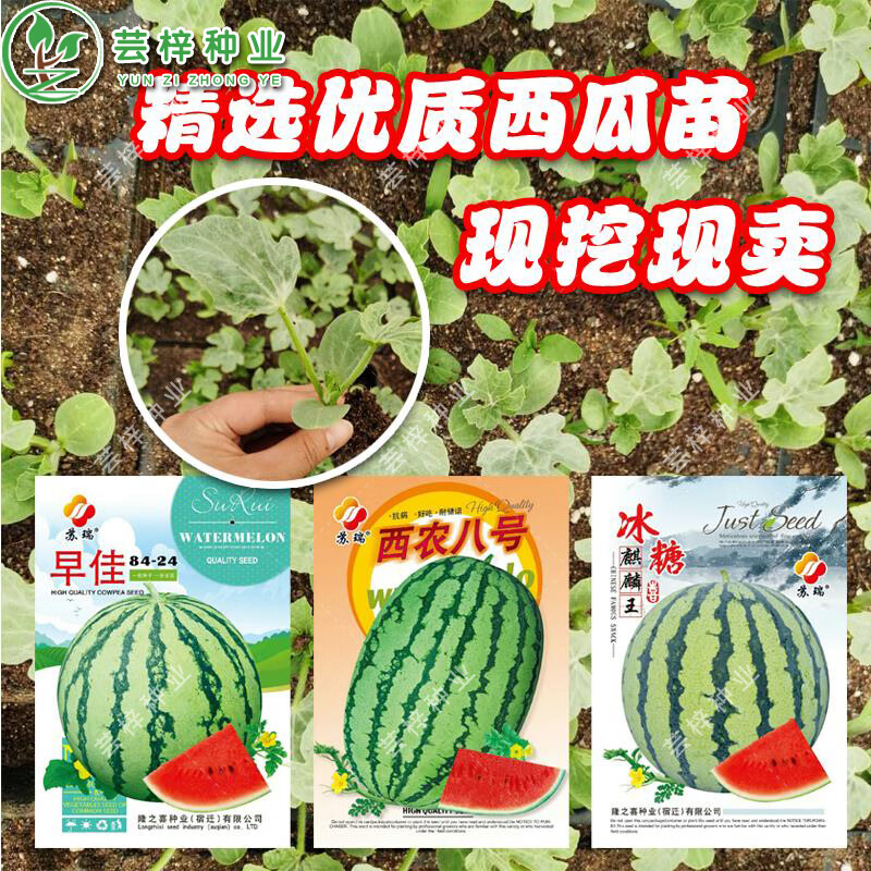 苏瑞早佳8424冰糖麒麟王西农八号甜王西瓜种子早熟高产西瓜籽冰糖麒麟