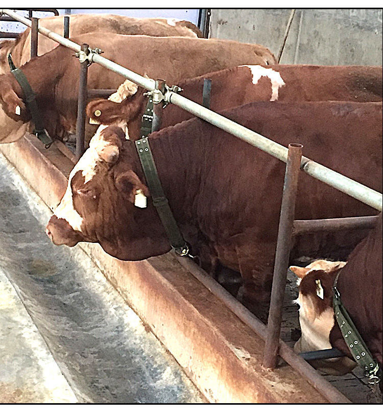 加粗加厚牛脖套牛项圈牛笼头牛颈圈牛头套拴牛牵牛龙套养牛场栓牛