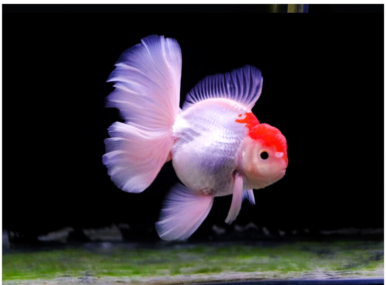 族萃进口百褶裙精品泰狮f1金鱼活体观赏鱼原泰冷水新手活鱼渔场进口