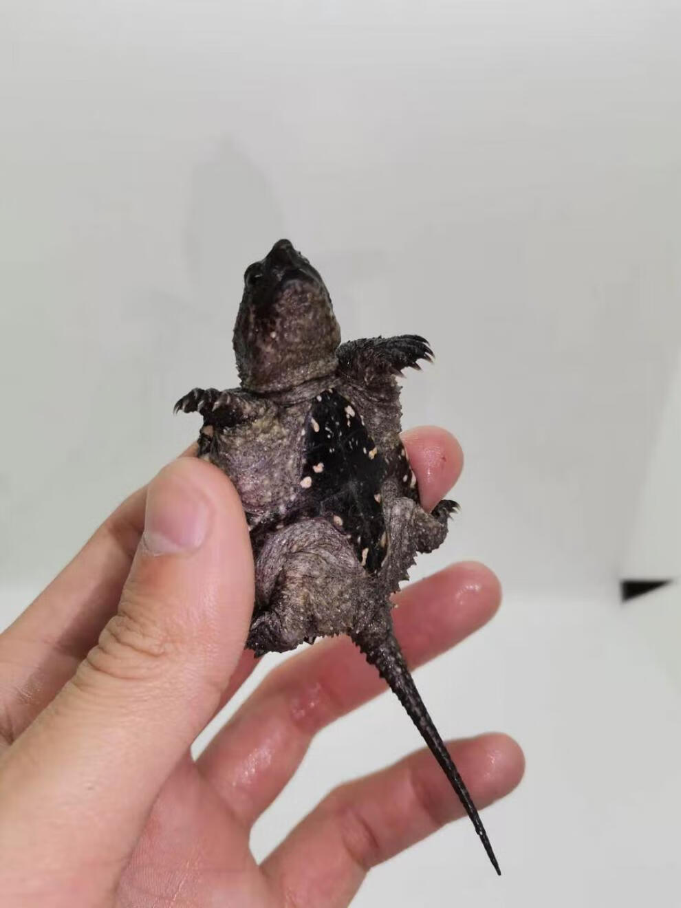 荣郁杂佛北美小鳄龟苗便宜活物乌龟爆刺凶猛宠物龟龟幼苗大的淡水 3-4