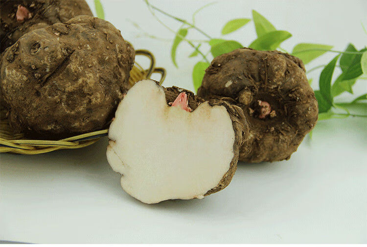 云南新鲜魔芋现货现挖大魔芋头魔芋豆腐原材料生魔芋新鲜魔芋 净重2斤