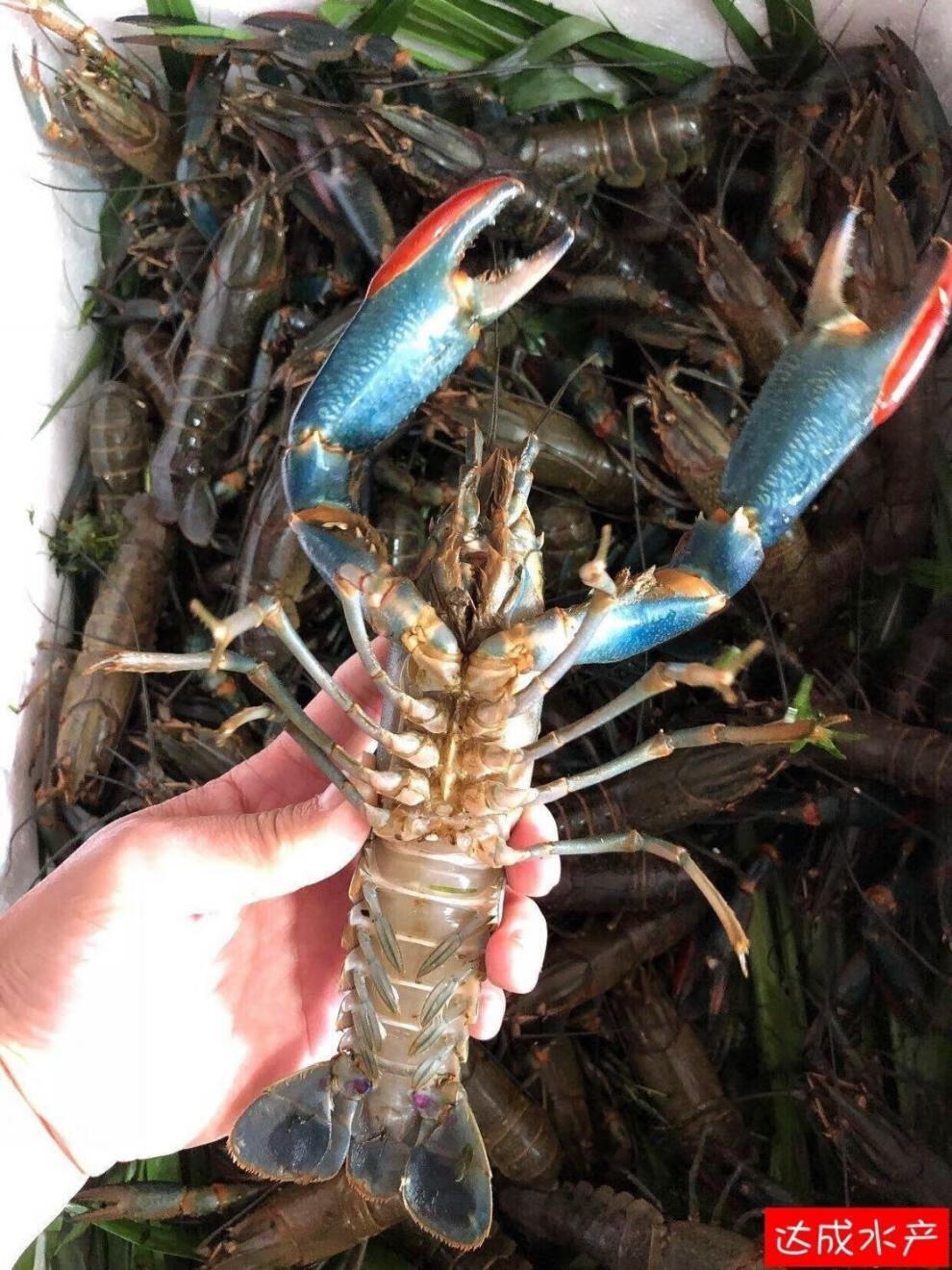 海鲜虾生淡水小龙虾鲜活蓝龙虾鱼缸虾活体宠物虾12两虾