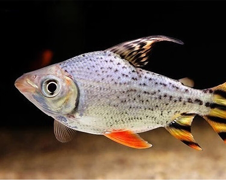 秋颖热带观赏鱼直纹飞凤鱼苗活体金凤银凤泰国鲫中层