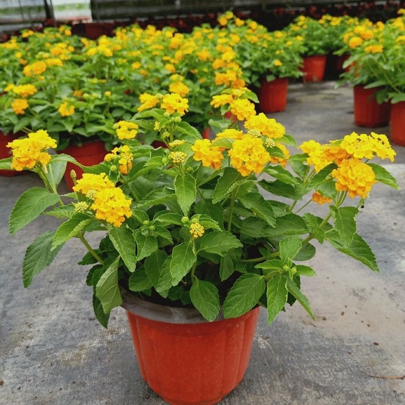 卉双五色梅马缨丹五色花变色梅盆栽庭院地栽花期长耐热耐寒花卉植物