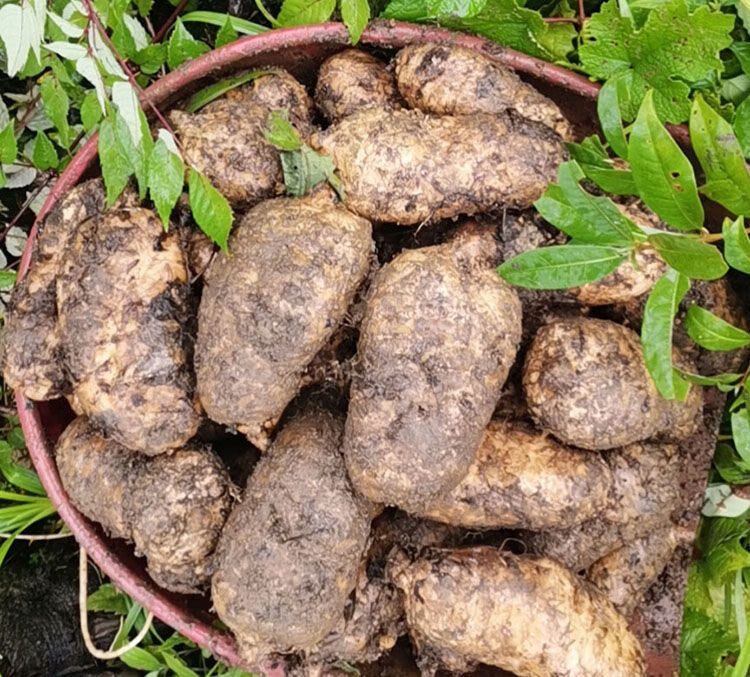 天麻野生云南正宗昭通小草坝新鲜天麻 5-7一斤(2斤装)煲汤好【图片