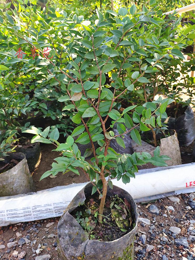 香葶苑 嘉宝果树苗树葡萄苗嘉宝果苗四季南方北方种植当年结果苗