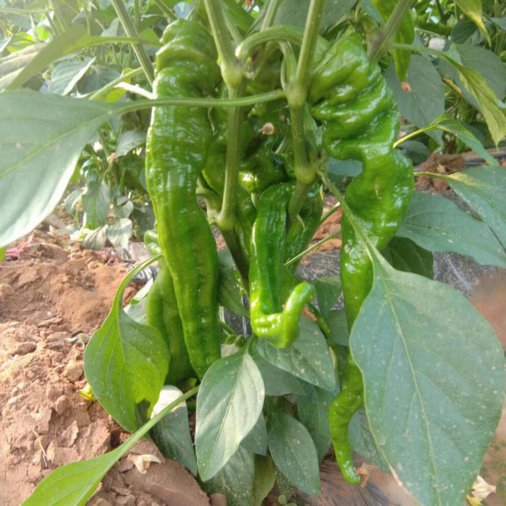 年货精选薄皮辣椒青椒新鲜螺丝椒特辣自家种植现摘现发保证新鲜味道特