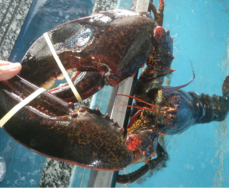 棠鲜生波士顿龙虾海鲜水产大龙虾9斤左右