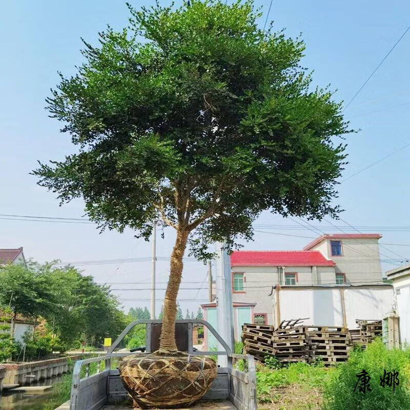 康娜 黄杨树庭院别墅风景树黄杨树瓜子黄杨小叶黄杨树