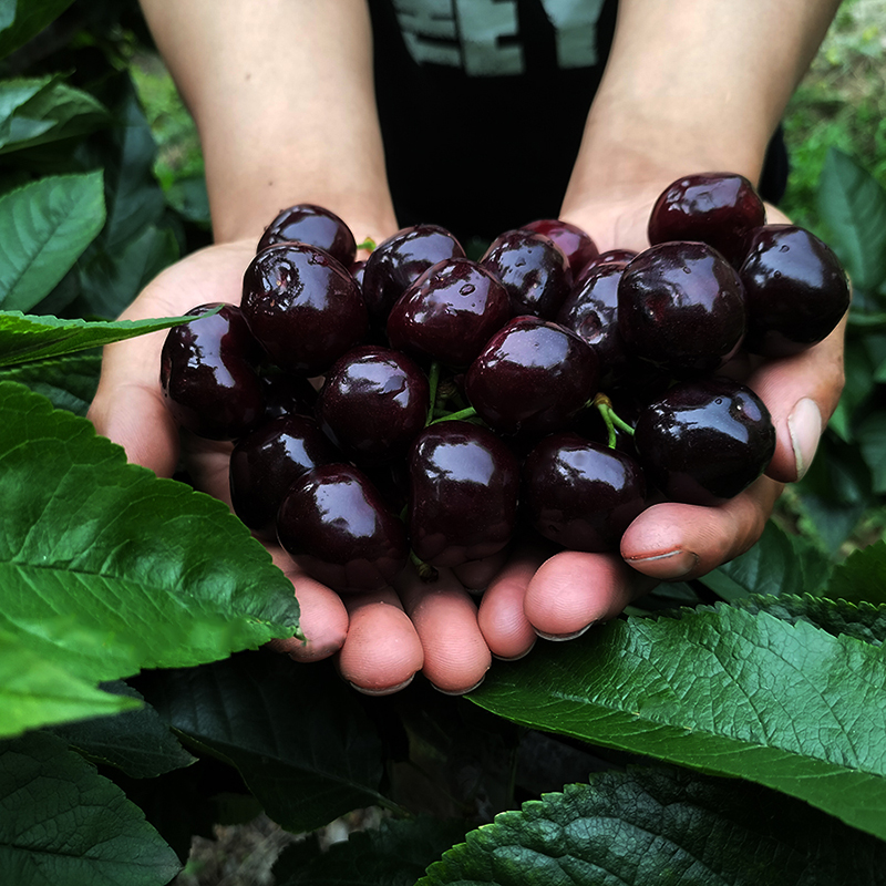 四川汉源车厘子黑珍珠国产车厘子新鲜现摘整箱孕妇水果新鲜大樱桃 2