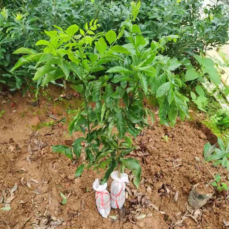 花姬无核黄皮果树大鸡心黄皮苗南方种植紫色黄皮嫁接苗黑黄皮树苗带土