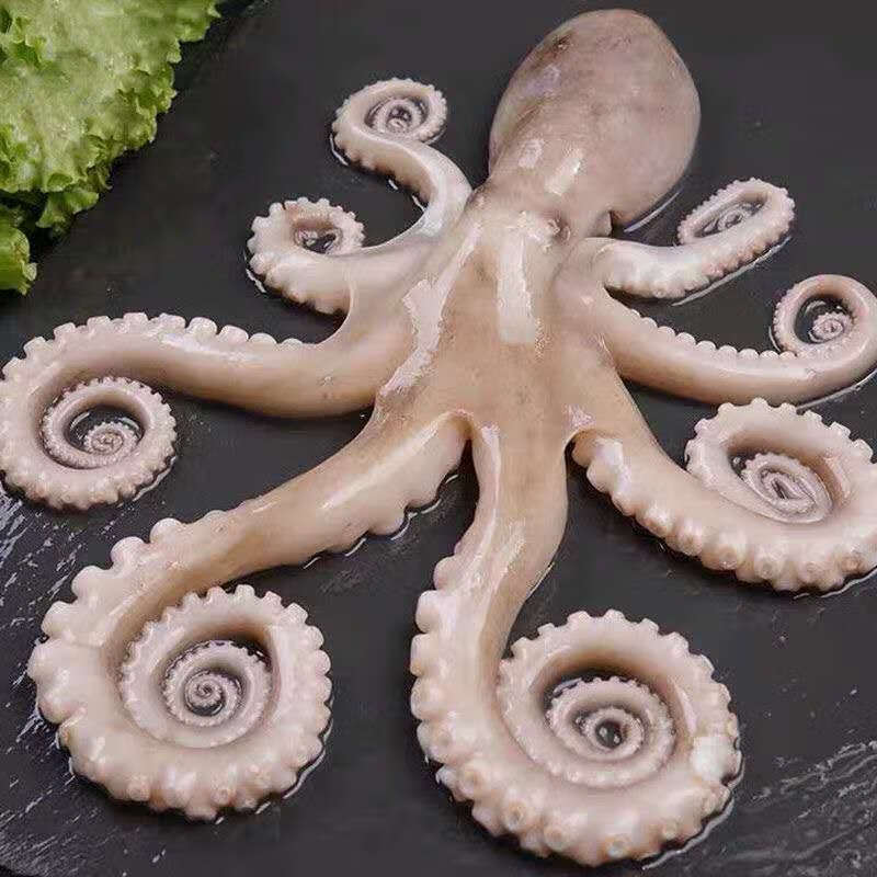 网红爆头大长腿八爪鱼新鲜鲜活大长腿八爪鱼海捕大长腿八爪鱼长腿八爪