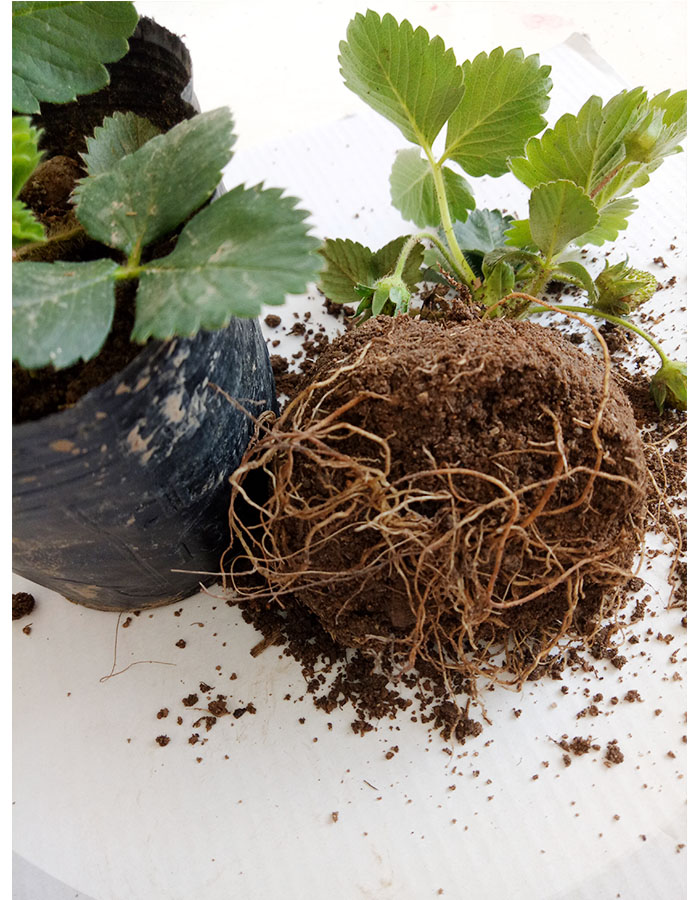 盆栽草莓苗室外地栽南方阳台草莓盆栽带盆带土树d7带育苗杯带土4棵装