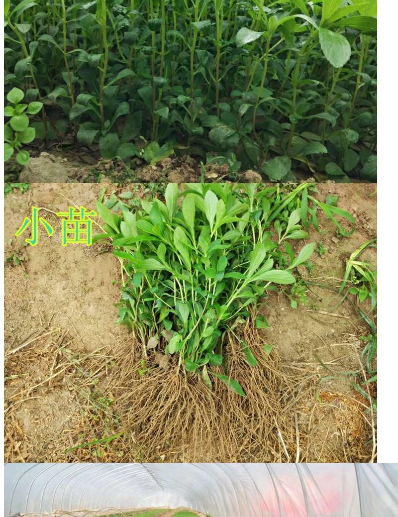 甜叶菊茶甜菊叶苗阳台盆栽甜叶菊苗甜叶菊幼苗甜叶菊种苗 30小棵 不含