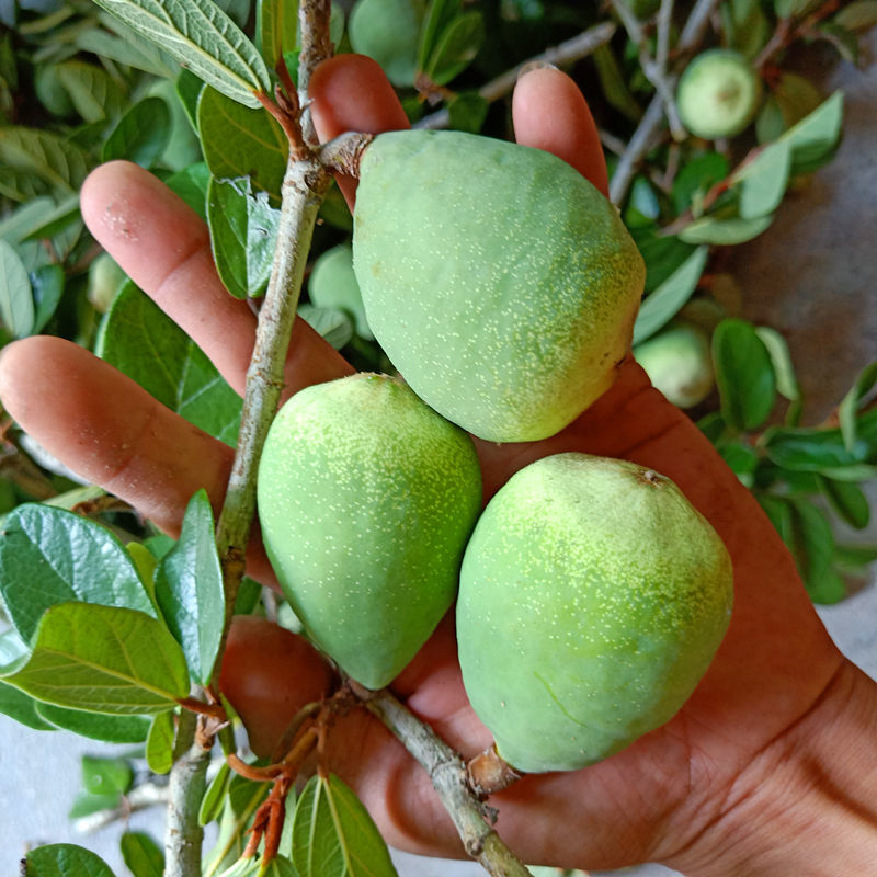 野生石壁薜荔藤奶母果鬼球木馒头木莲果薜荔果奶母果霹雳鬼球500g