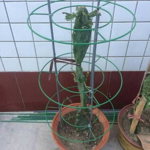 新品新品蟹爪兰支架花架蟹爪莲嫁接支撑架叶仙人掌嫁鲜花速递园艺 高